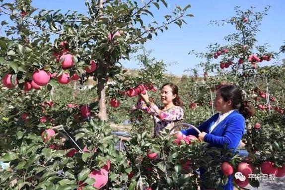 甘肅靈臺縣：蘋果紅了，果農(nóng)的錢袋子鼓了